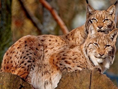 5,9 milijuna eura za očuvanje staništa velikih zvijeri i zaštitu domaćih životinja od napada