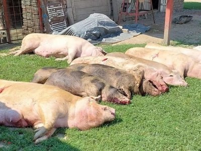Europska komisija odobrila hrvatski Program potpore sektoru svinjogojstva za nadoknadu gubitaka zbog naređenih mjera za sprječavanje afričke svinjske 
