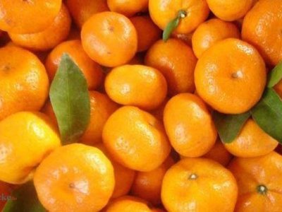Kako po povoljnoj cijeni do neretvanskih mandarina