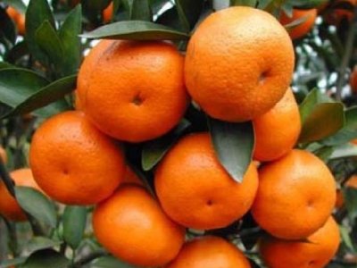 LAG Frankopan i Grad Otočac posreduju u prodaji neretvanskih mandarina