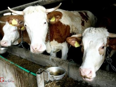 Hrvatski proizvođači mlijeka dotjerani su do ruba propasti 