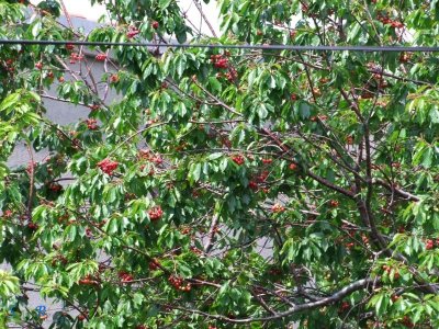 Prve trešnje u Senju 