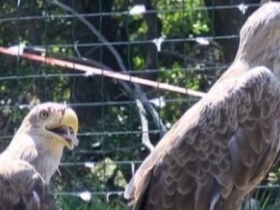 Novi centar za zaštitu ptica grabljivica na Velebitu