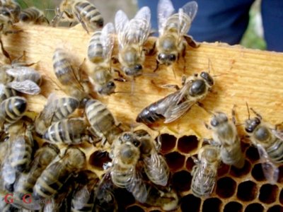 Rok za potporu pčelarima istječe 19. svibnja