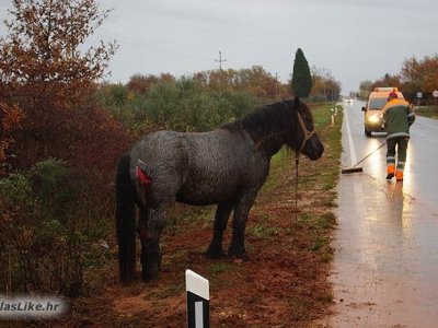 Prijavljen vlasnik konja koji je prouzrokovao prometnu nesreću 