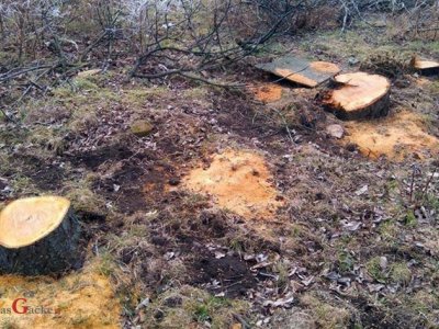Policija ukebala kradljivce šume