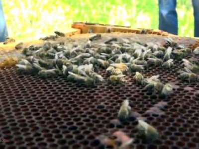 Znanost utvrdila - nozemoza je uzrok velikog pomora pčelinjih društava ove zime