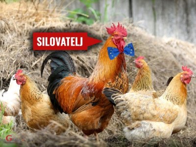 ZAPADNO BJESNILO: Udruga vegana razdvaja kokoši od pijetlova kako bi spriječili - silovanja
