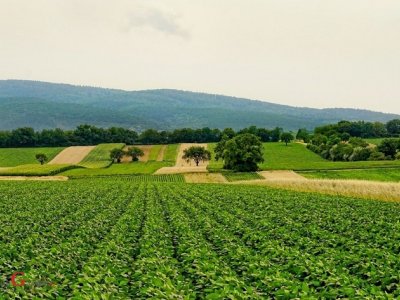Država najavljuje promjenu u politici poticanja u poljoprivrednoj proizvodnji