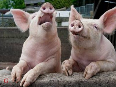 Učinkovitim mjerama spriječena pojava afričke svinjske kuge u Hrvatskoj 