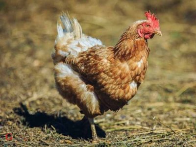 100 milijuna kuna za alternativne načine držanja kokoši nesilica