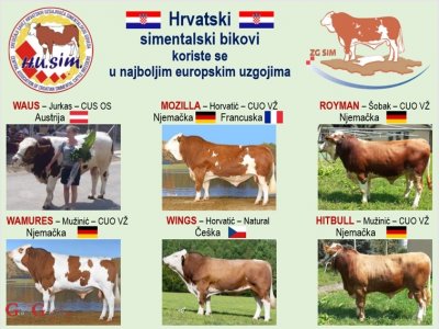 Povijesni uspjeh hrvatskog uzgoja goveda 