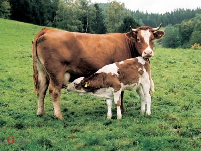 Isplaćeno gotovo 13 milijuna kuna potpore u sustavu krava-tele, uzgaji-vačima ovaca, koza, izvornih pasmina peradi te proizvođačima šećerne repe 