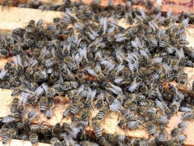Donesen Pravilnik o provedbi programa potpore međimurskim pčelarima vrijedan milijun kuna 
