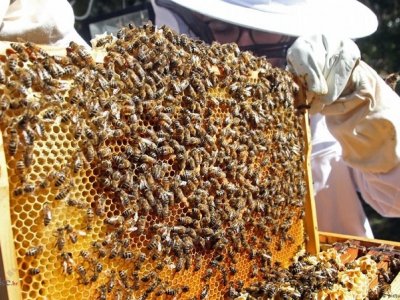 Pčelarima isplaćeno 14,8 milijuna kuna 
