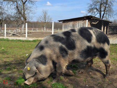 Hrvatskoj ukinuta sva ograničenja nastala zbog klasične svinjske kuge 