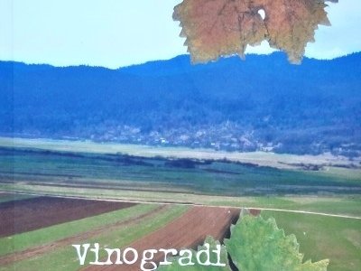 Raritet: Vinogradi u Kosinju