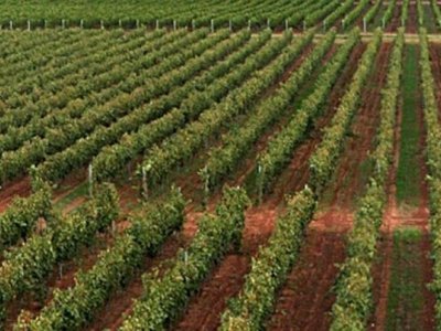 6 milijuna kuna potpore regionalnim organizacijama vinara i vinogradara