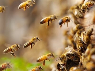 Objavljen Pravilnik o provedbi Nacionalnog pčelarskog program od 2020. godine