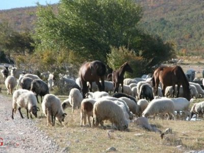 Posljednji dan prijava za potpore sektorima stočarstva i peradarstva ukupno vrijedne 191 milijun kuna