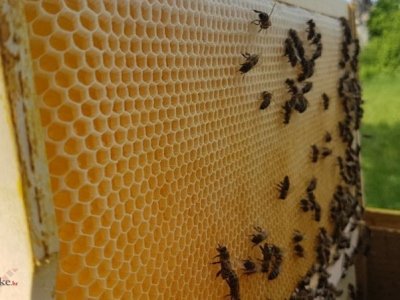  Potpore pčelarima