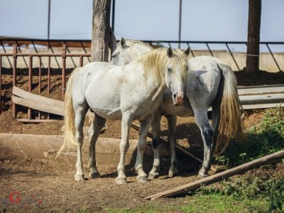 Podnošenje zahtjeva za potpore sektoru konjogojstva do 31. siječnja 