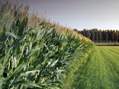 eSavjetnik – nova aplikacija sa svim informacijama važnima za hrvatske poljoprivrednike 