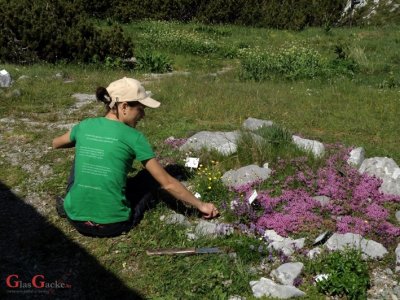 Traže se volonteri njegovatelji planinskih biljaka