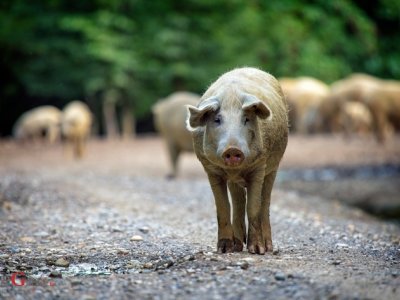 Afrička svinjska kuga u Hrvatskoj