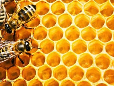 Nova pravila o označavanju meda i drugih proizvoda – interes hrvatskih proizvođača i potrošača