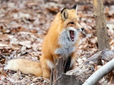 Započela oralna vakcinacija lisica 