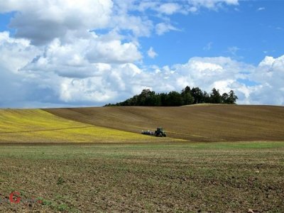 U javnoj raspravi prijedlog potpore proizvođačima sjemenskog kukuruza zbog ratnih zbivanja u Ukrajini