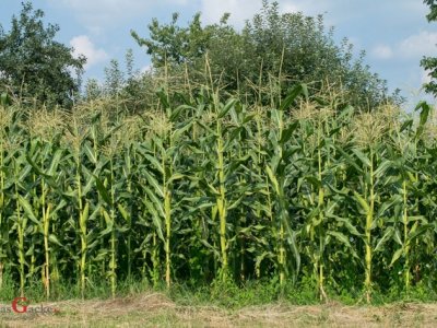 Komisija odobrila milijun eura potpore hrvatskim proizvođačima sjemenskog kukuruza